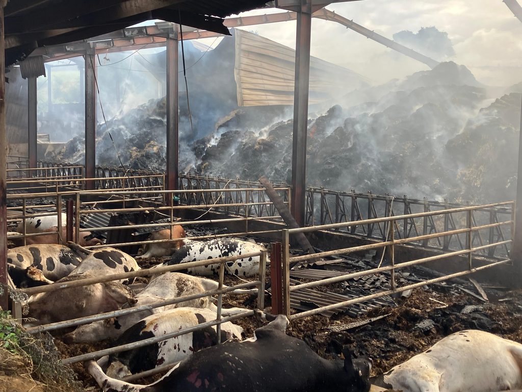Plusieurs cadavres de vaches dans le hangar agricole dévasté à Rumigny association Espèces sans issue