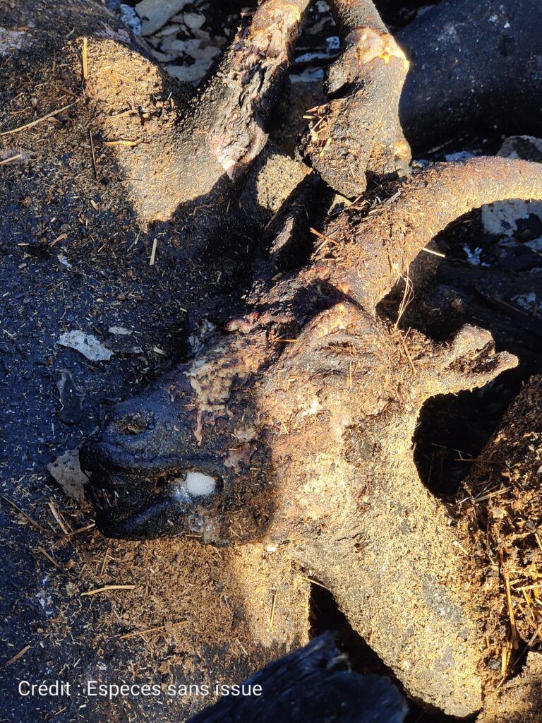 Incendie de l'élevage laitier à Gesté dans le Maine et Loire ou 200 chèvres sont mortes brûlées vives Espèces sans issue